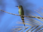 mBeeeater2.jpg